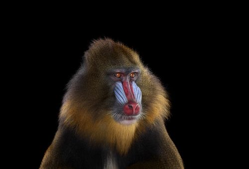 Mandrill 2