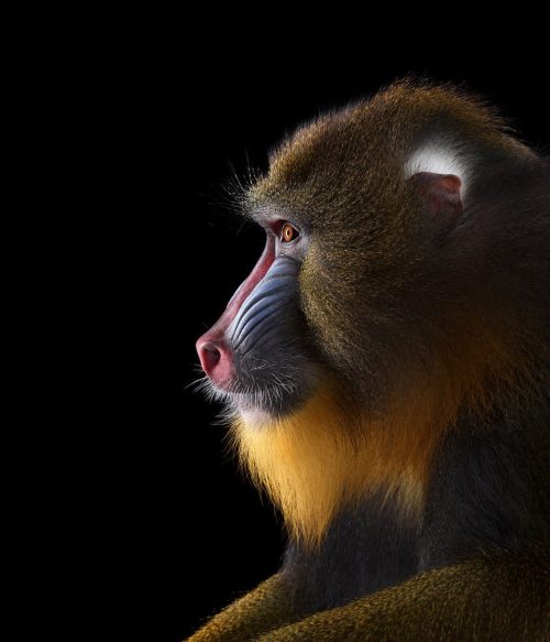Mandrill 3