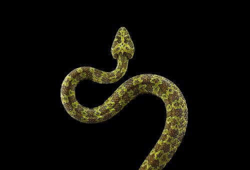 Mangshan Pit Viper 1
