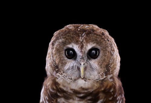 Mexican Spotted Owl 1