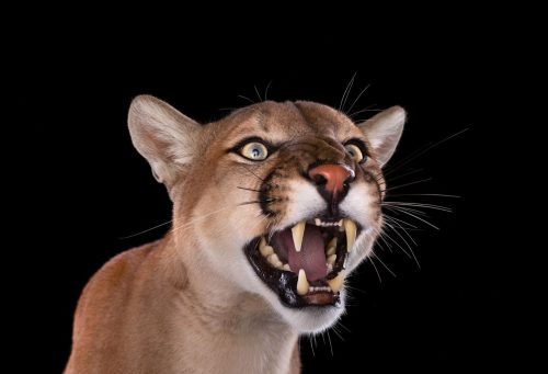 Mountain Lion 3