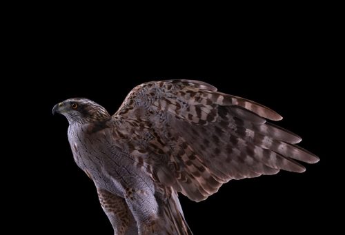 Northern Goshawk 1
