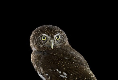 Northern Pygmy Owl 2