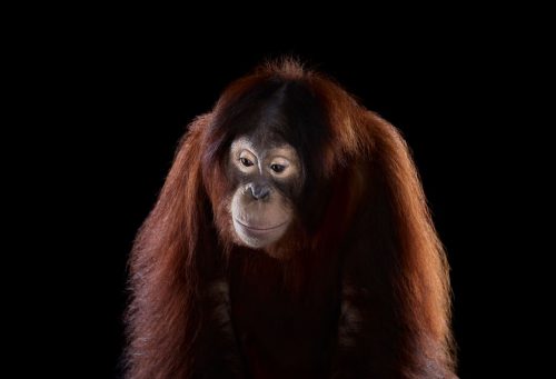 Orangutan 2