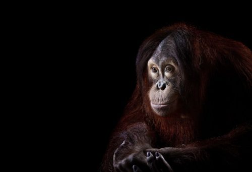 Orangutan 5