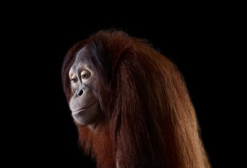 Orangutan 6