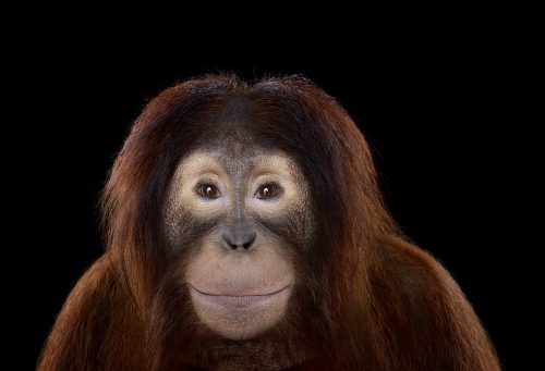 Orangutan 7