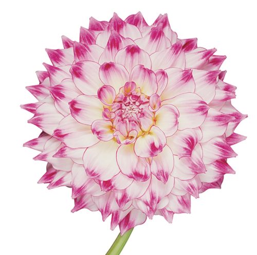 Pink Flower 31