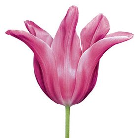 Pink Flower 01B