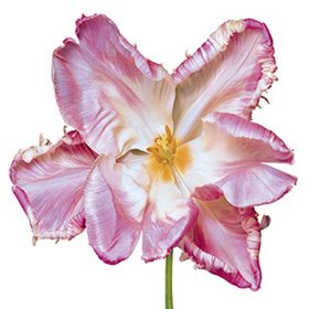 Pink Flower 06B