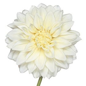 White Flower 08