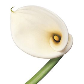 White Flower 09