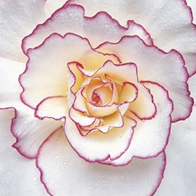 Pink Flower 11