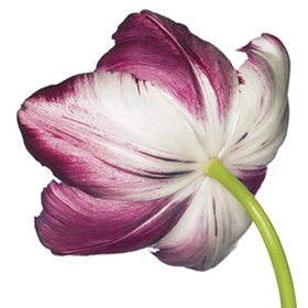 Pink Flower 12B