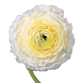 White Flower 13