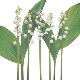 White Flower 14B