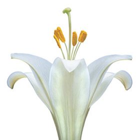 White Flower 19