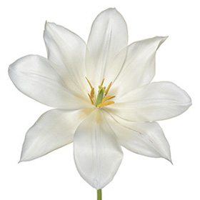 White Flower 22