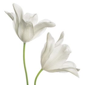 White Flower 23