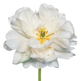 White Flower 25C