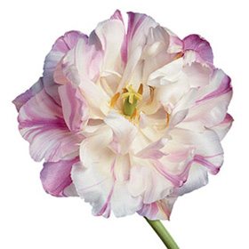 Pink Flower 28B