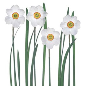 White Flower 41