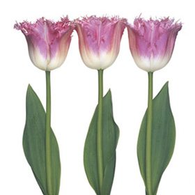 Pink Flower 43