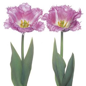 Pink Flower 44