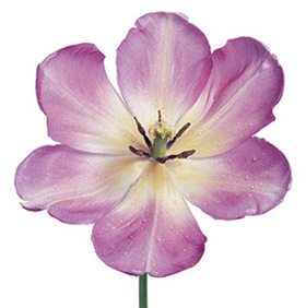 Pink Flower 45