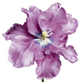 Pink Flower 46