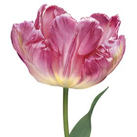 Pink Flower 47A