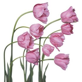 Pink Flower 48