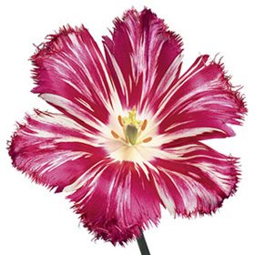 Pink Flower 49