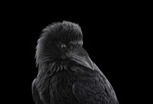 Raven 2