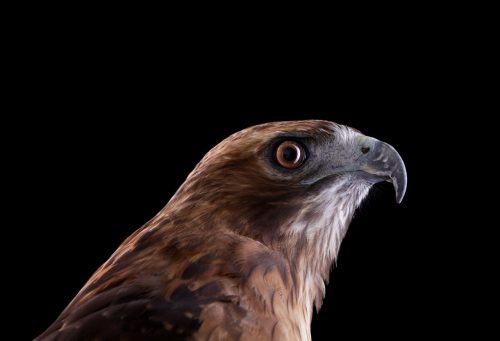 Red Tailed Hawk 1