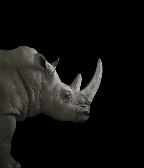 Rhino 2