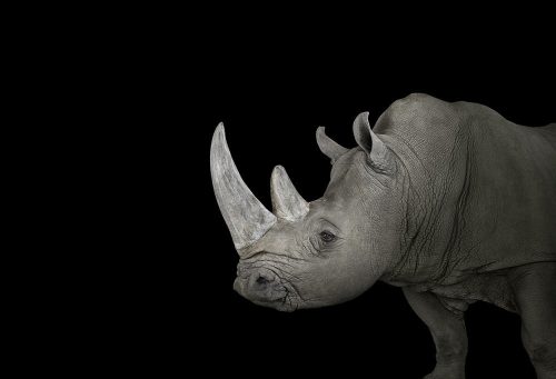 Rhino 3