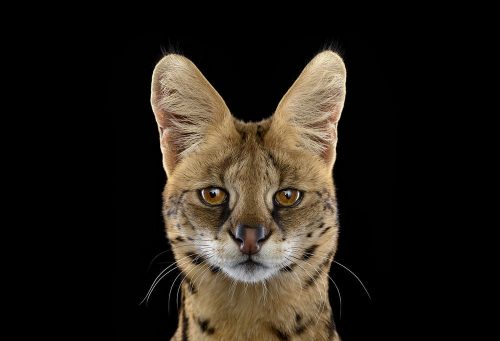 Serval 1