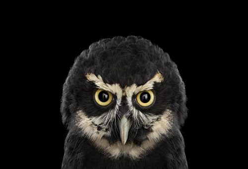 Spectacled Owl 1