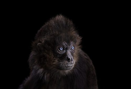 Spider Monkey 1