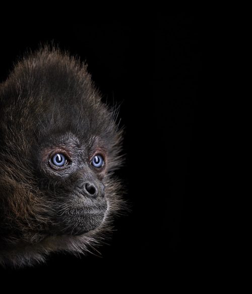 Spider Monkey 3