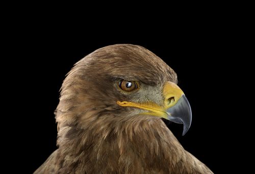 Tawny Eagle 1