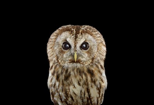 Tawny Owl 1
