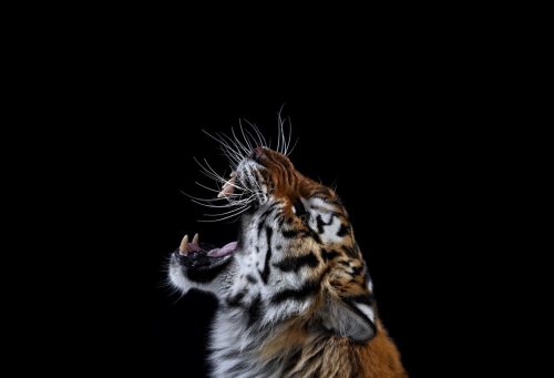 Tiger 3