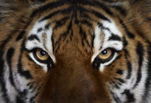 Tiger 4