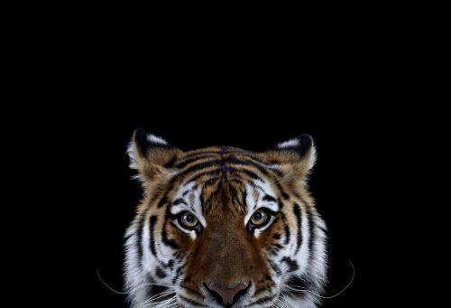 Tiger 6