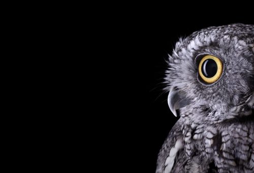 Western Screech Owl 2