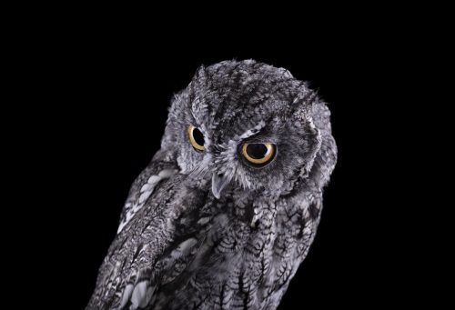 Western Screech Owl 3