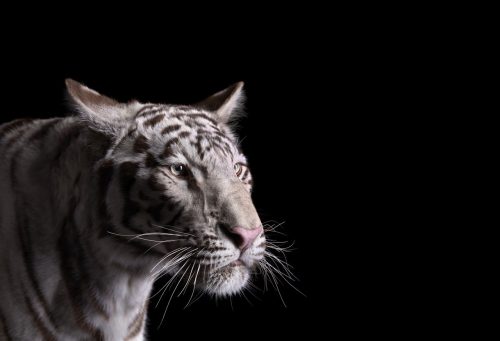 White Tiger 1
