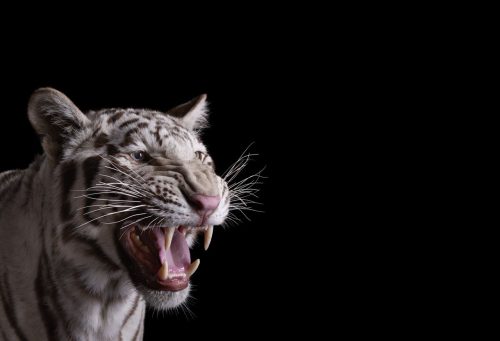 White Tiger 2